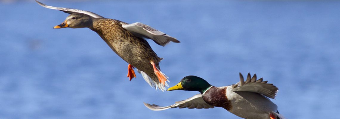 chasse gibier d'eau dans le Nord