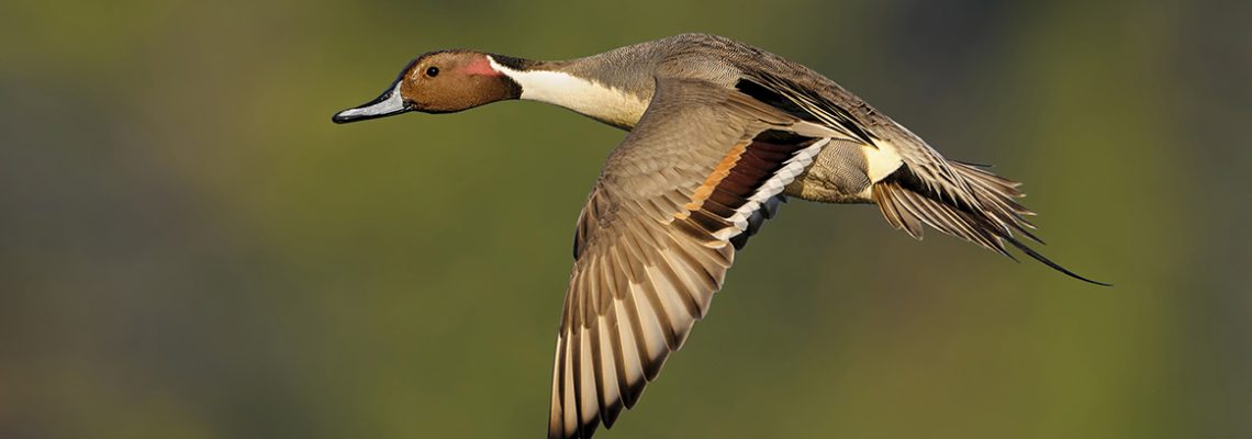 Canard pilet