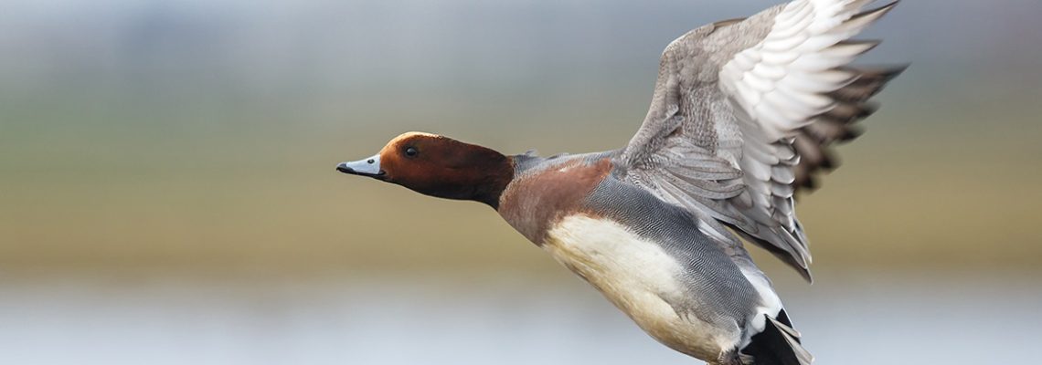canard-siffleur