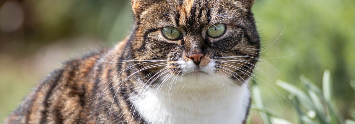 robots tueurs de chats en australie