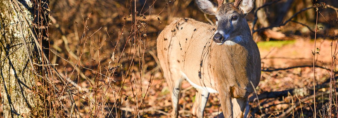 États-Unis : des animaux robots pour lutter contre le braconnage
