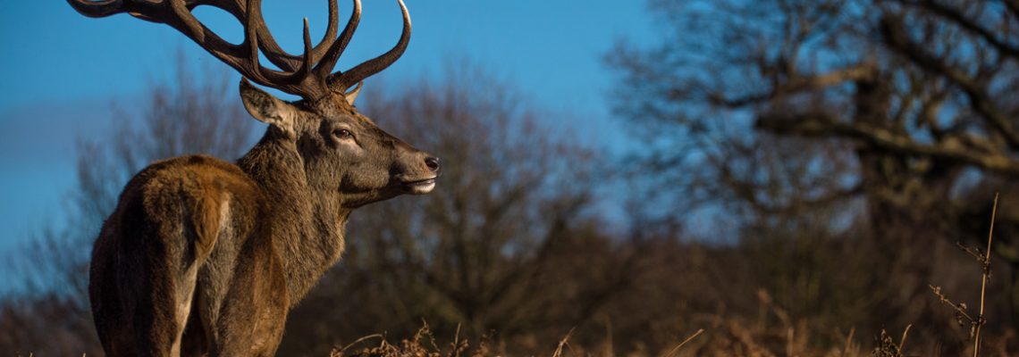 photo de cerf élpahe