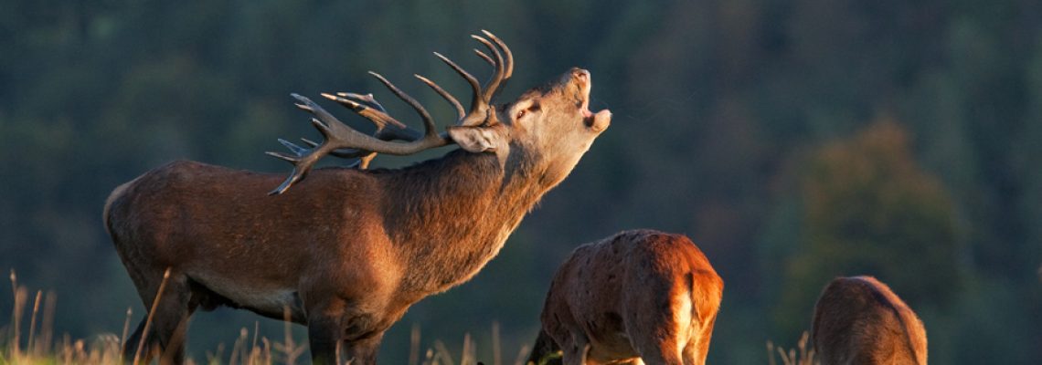 cerf élpahe
