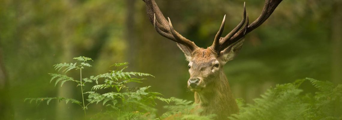 cerf-emporte-fusil-chasseur