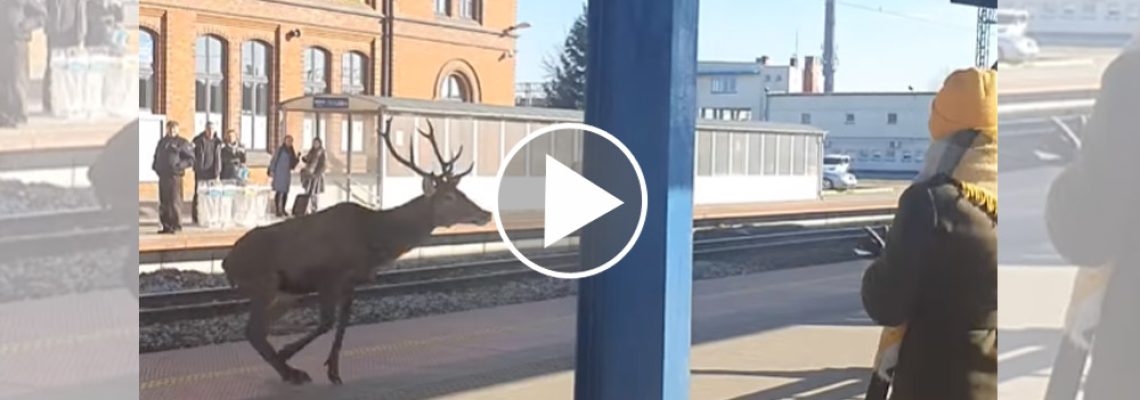 cerf-gare-pologne