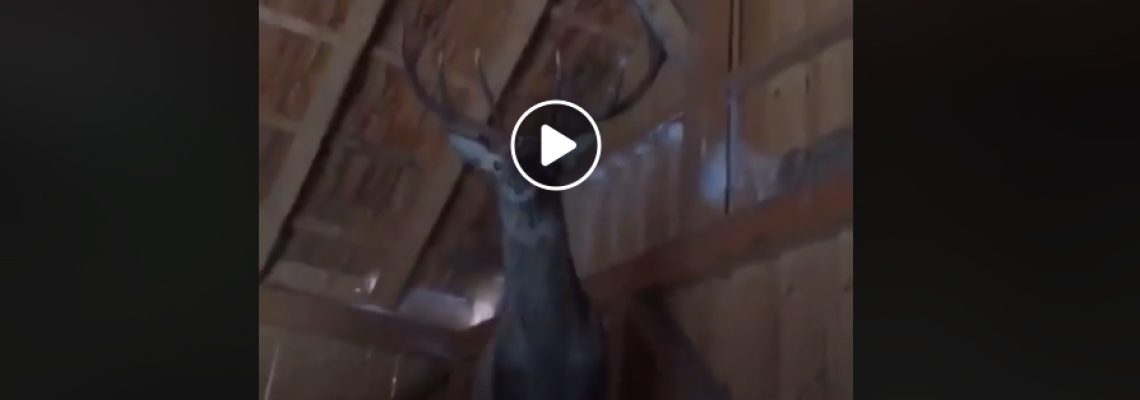 cerf-hangar-autriche