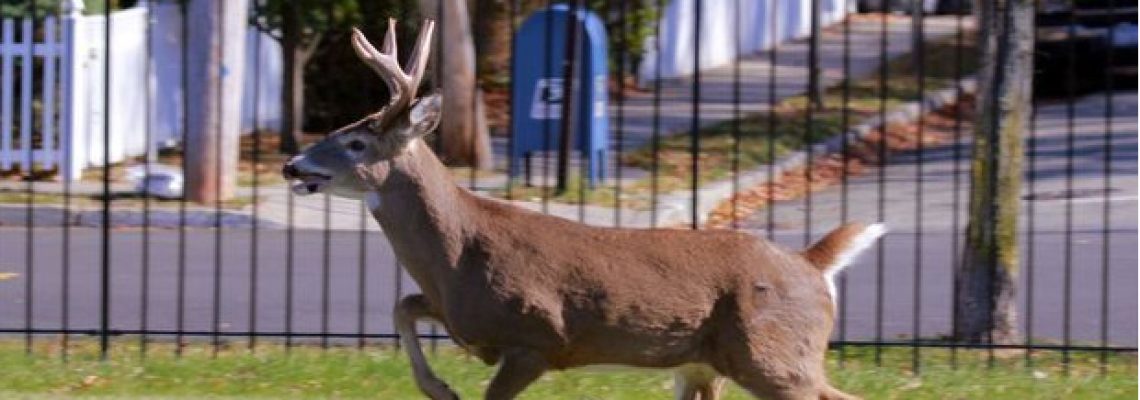 cerf-nyc