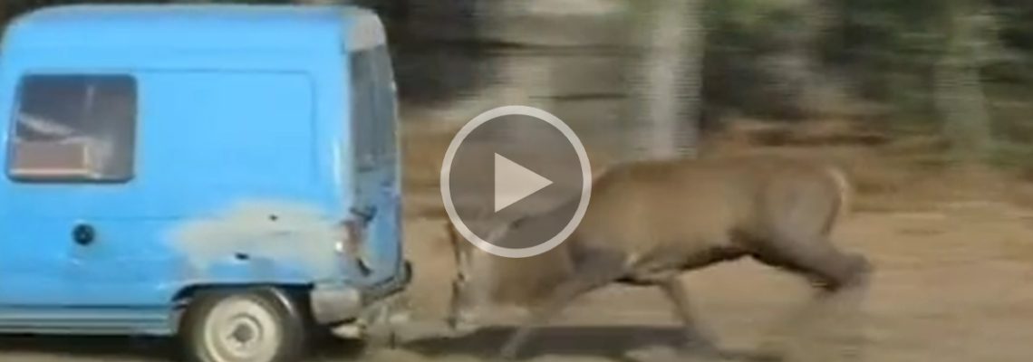 cerf pousse un c15