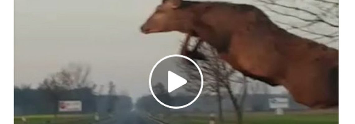 cerf-saute-voiture