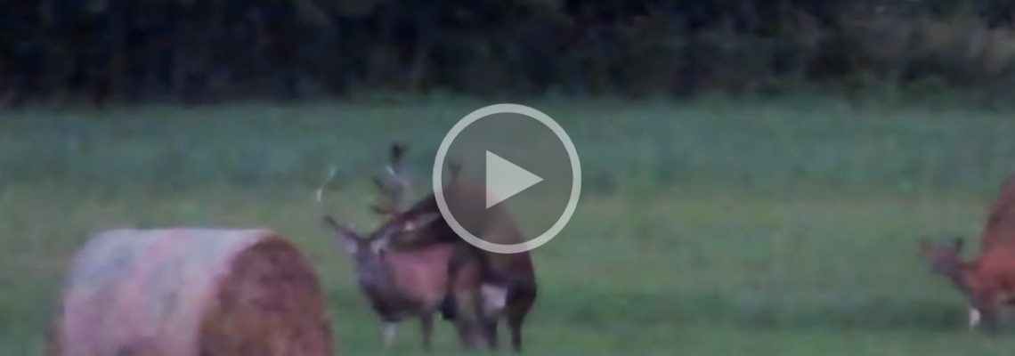 cerf se trompe de partenaire