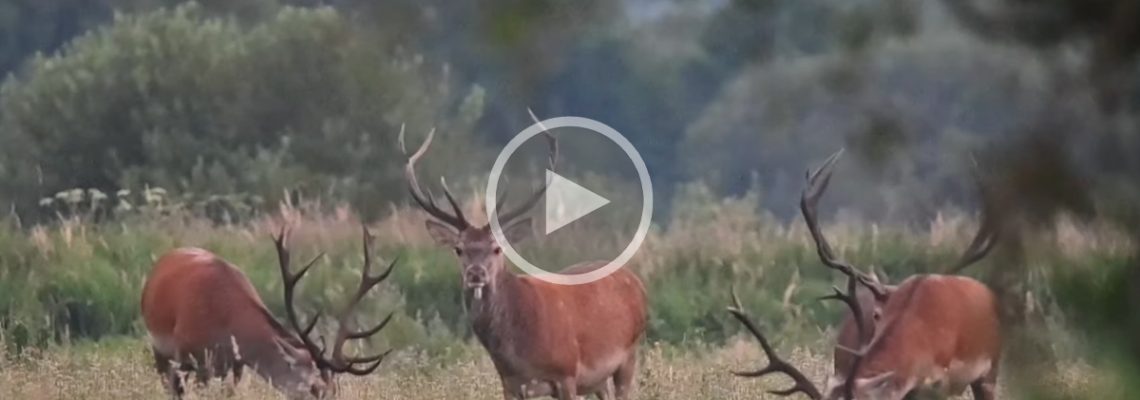 cerfs au repos