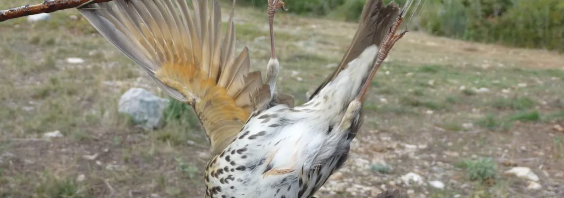 chasse-gluau