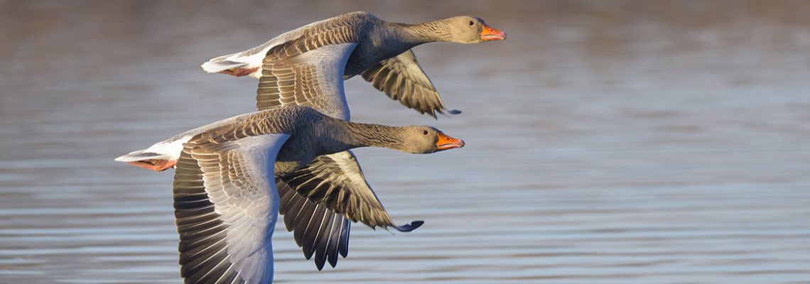 chasse-oie-cendree-fevrier