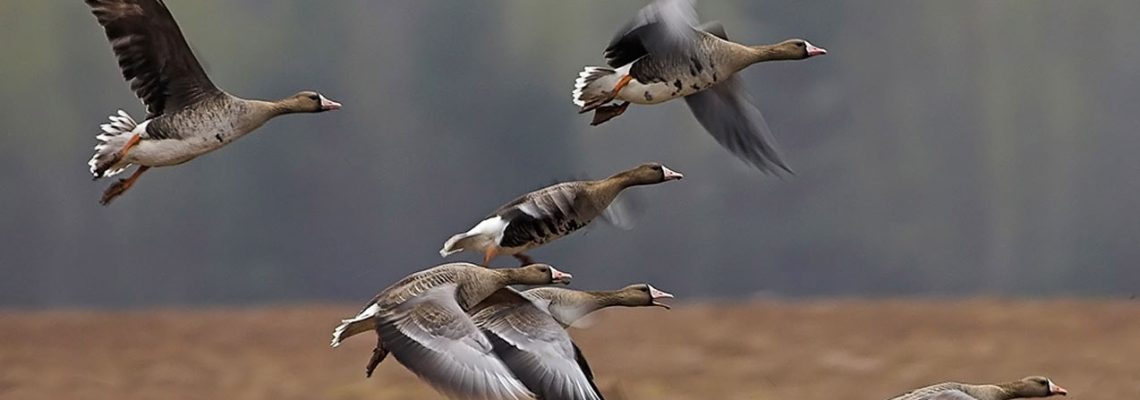 Pas de chasse à l'oie en février