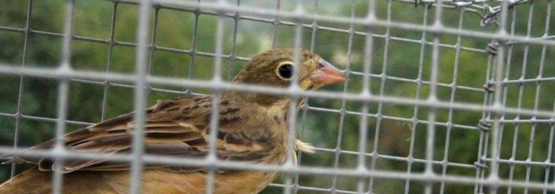L’Europe sonne le glas de la chasse à l’Ortolan
