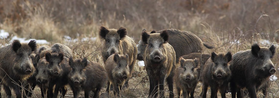 chasse-suspendu-ppa-ardennes