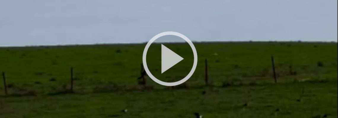 chasser le canard avec un faucon pèlerin