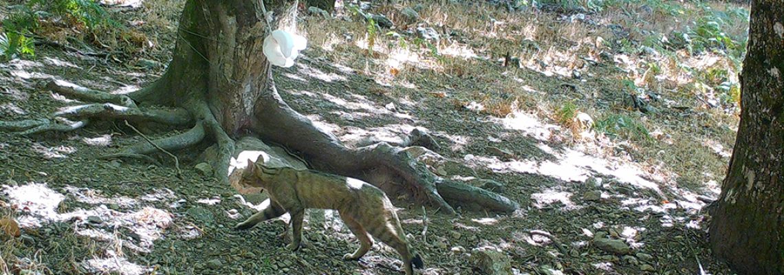 chat-forestier