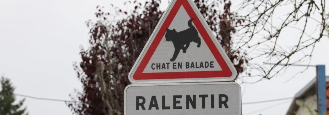 chats en balade