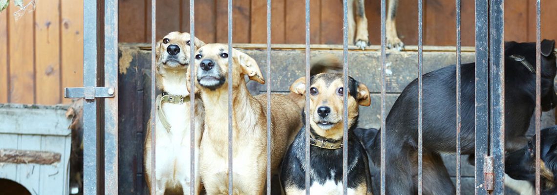 chenil-chien-chasse-loie