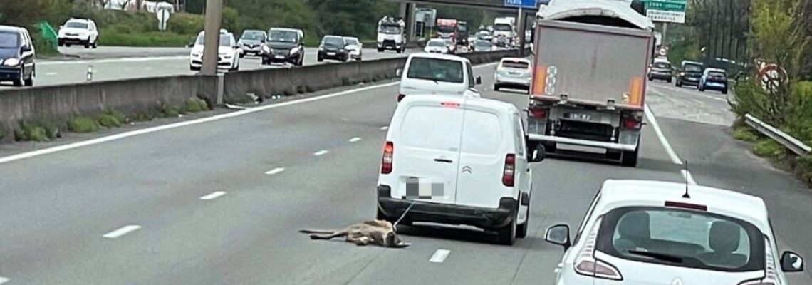 chevreuil trainé sur l'autoroute