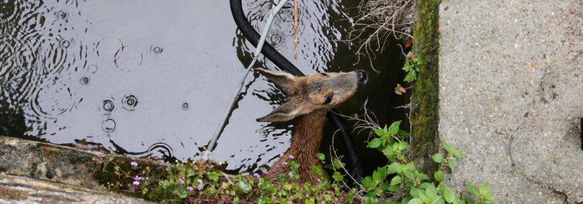 chevreuil coincé dans la Risle