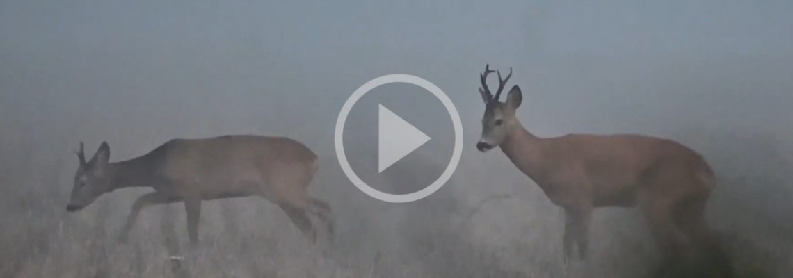 chevreuils dans la brume