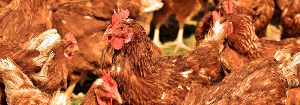 chicken-4170134_1280
