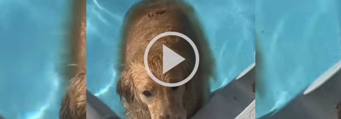 chief le golden retriever qui veut rester dans la piscine
