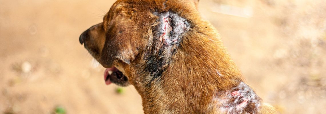 chien-battue-prison-ferme-homme-valdemarne