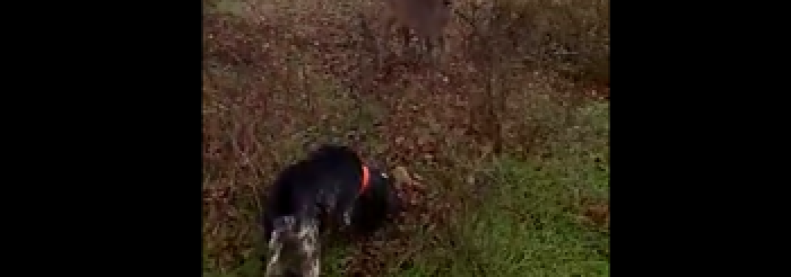 chien-chasse-donner1