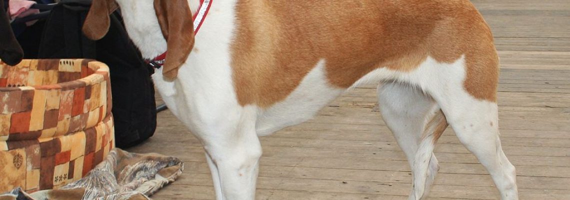 chien courant suisse