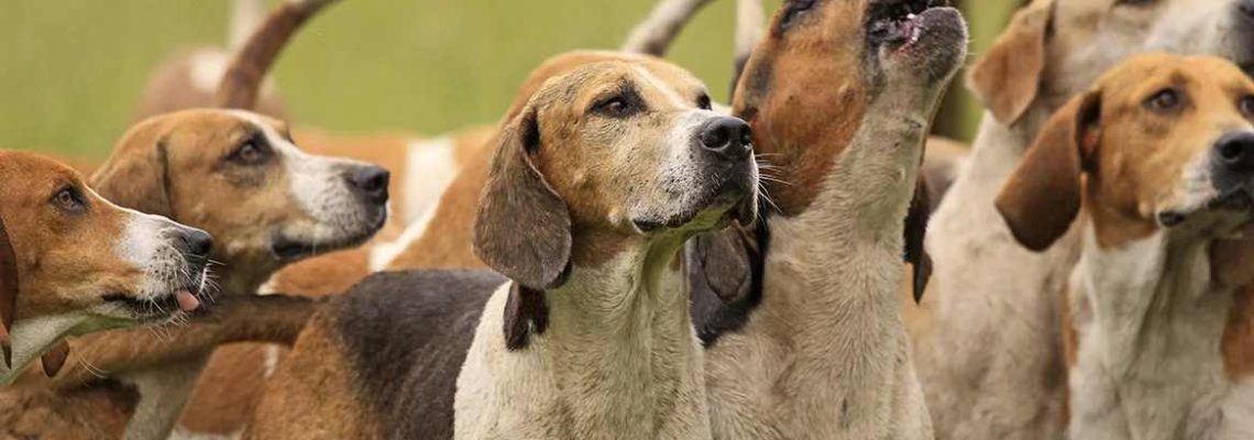 chiens de chasse a courre