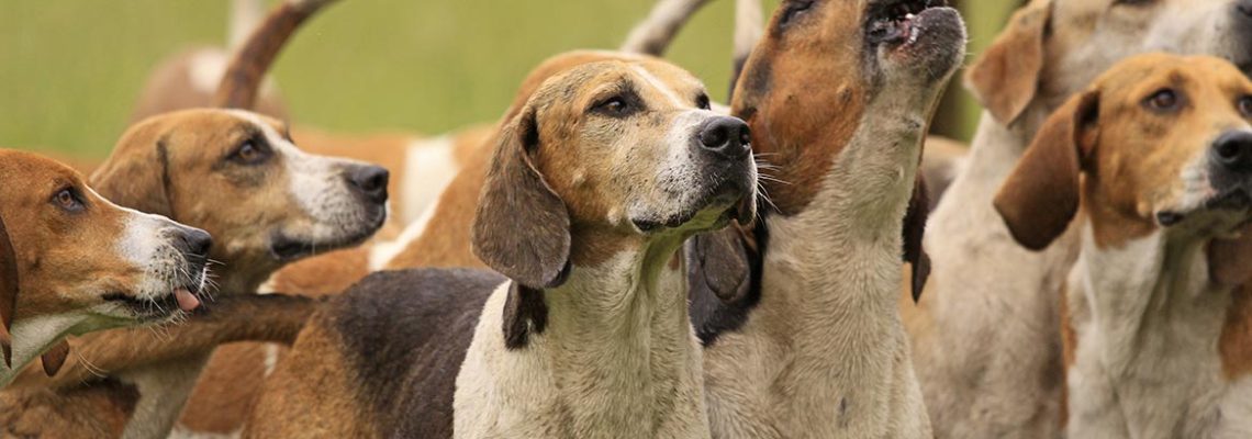 chiens-chasse-a-courre