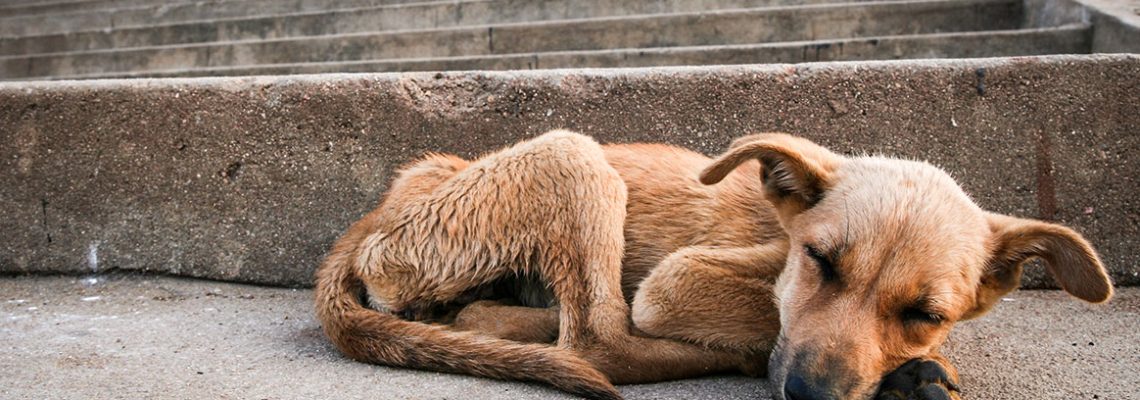 chiens-chasse-retrouve-ain