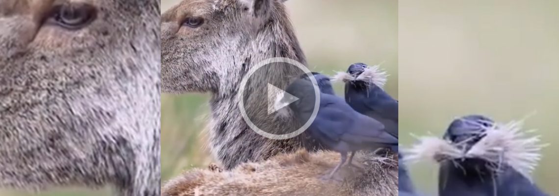 choucas récoltent les poils de biche
