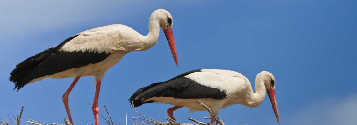 cigogne