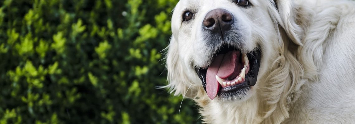 Les cinq chiens préférés des Français