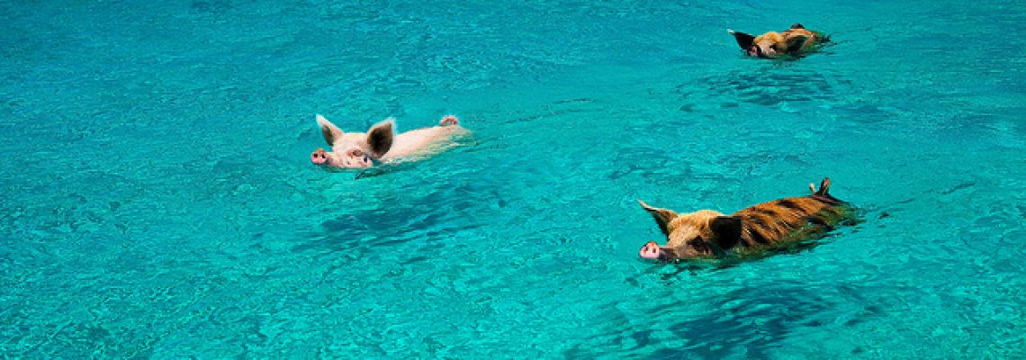 cochon-bahamas