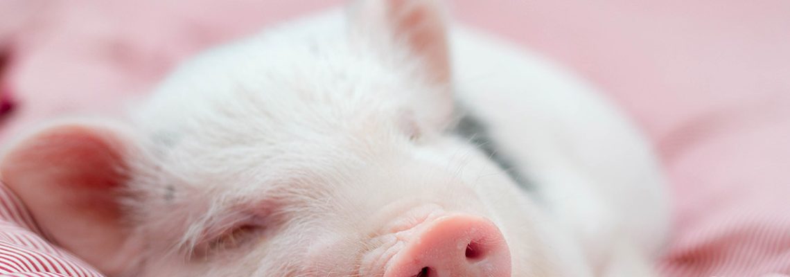 Un cochon sauvé de l’abattoir, fini finalement en pâté