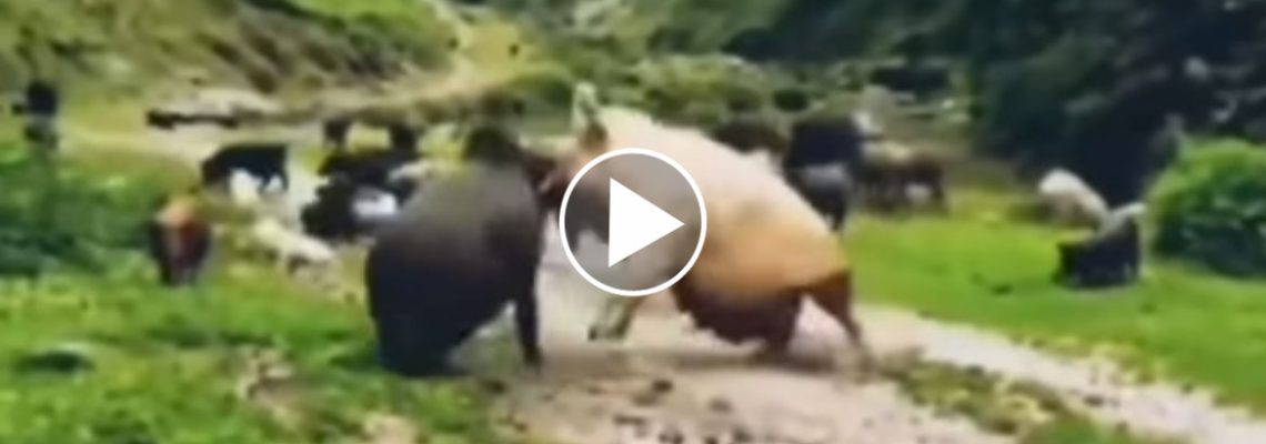 cochon-sanglier
