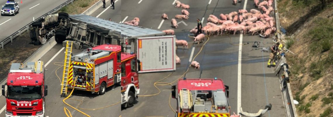 cochons sur l'autoroute AP7