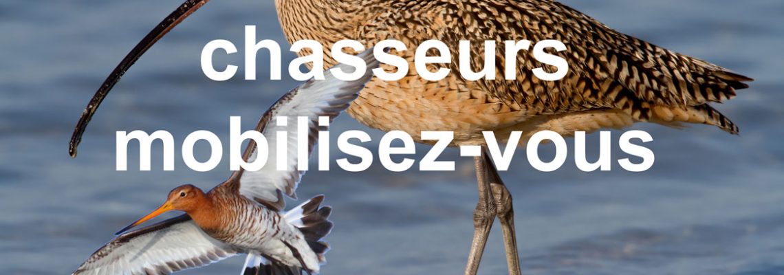 consultation-publique-courlis-barge-tourterelle