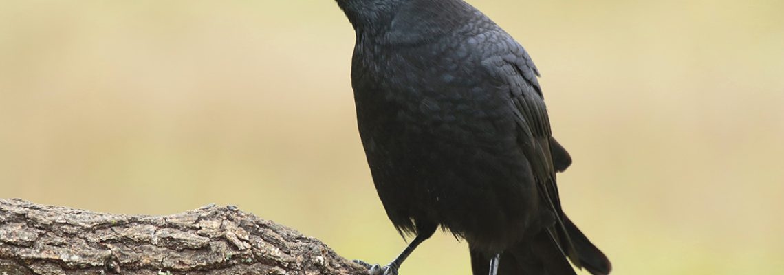 La corneille noire