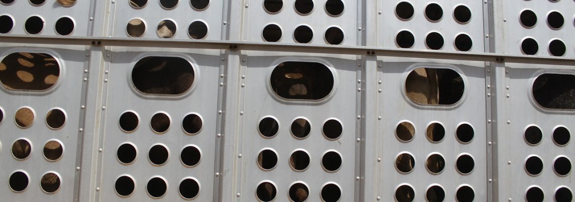 Souffrance animale et prix de la viande