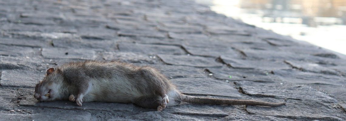 Rat mort dans Paris
