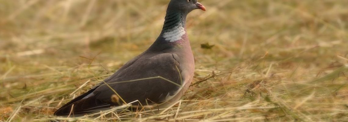 degats-pigeon