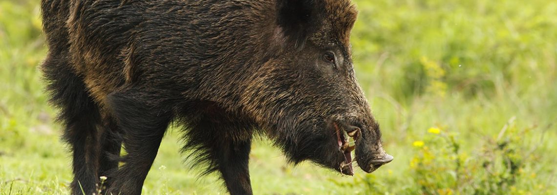 Une note salée pour les chasseurs Ardéchois