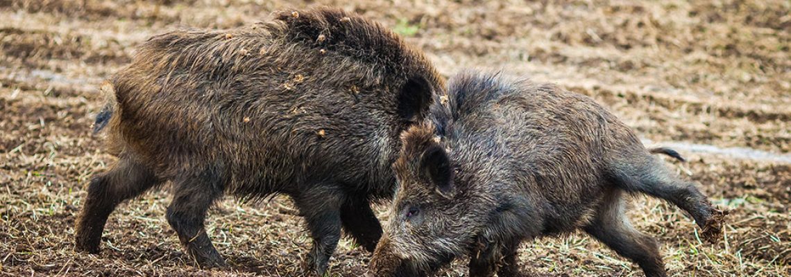 Les 3 mesures révolutionnaires de l'ASPAS pour gérer le sanglier (vidéo) -  Chasse Passion