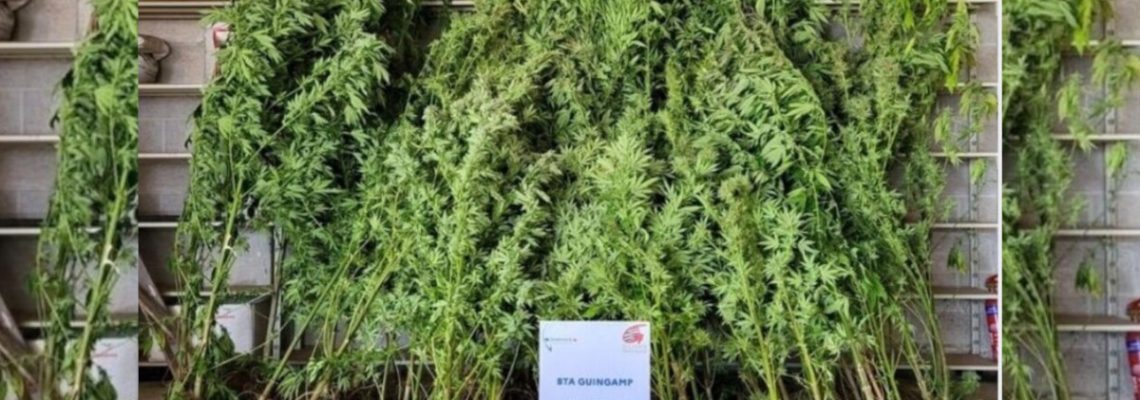 des chasseurs découvrent par hasard 60 pieds de cannabis